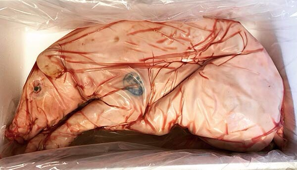 Be Fearless – How to cook a whole pig